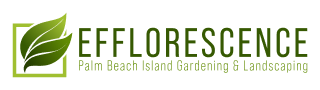 Efflorescence - Palm Beach Island Gardener